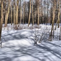 Зима по лесам прячется. :: Рай Гайсин
