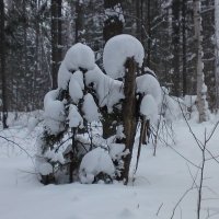 лесные сказки :: Владимир Боров