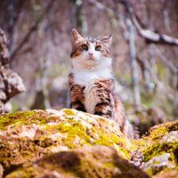 Кошка которая живет в горах :: Солнечная Лисичка =Дашка Скугарева