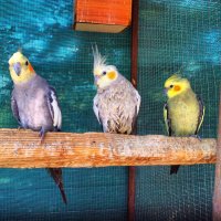 Кипрские попугайчики :: Сергей Боцвинов