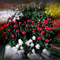 Весна цветет :: Андрей Миткевич