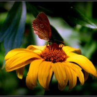 Бабочка и Цветок :: Андрей Миткевич
