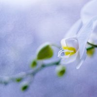 Живи. Сохраняя покой. Придет весна, и цветы распустятся сами.(с) :: Kseniya Novikova