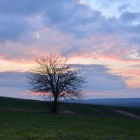 tree :: Гаван Андрій