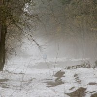 Туманный лес :: Alikosinka Solo