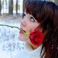 белое и красное, зима и роза :: Ирина Мелехина