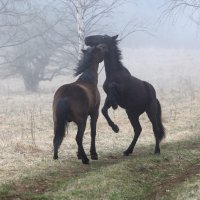 Лошадки резвятся :: Виталий Юрчук