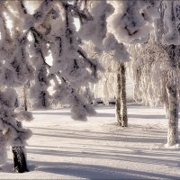 В зимнем пуху.. :: Андрей Антонов