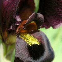 03.03.11 Пурпурный ирис (Iris atropurpurea אירוס הארגמן), Нетания :: Борис Ржевский