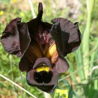 03.03.11 Пурпурный ирис (Iris atropurpurea אירוס הארגמן), Нетания :: Борис Ржевский