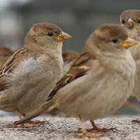 Воробьи :: Андрей Белецкий