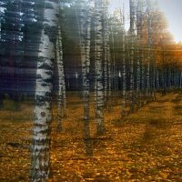 Осень в берёзовой рощё  (Литва) :: Георгий Столяров