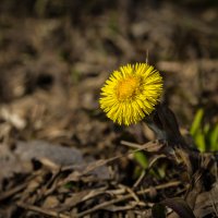 Welcome to springtime :: Дмитрий Буданов