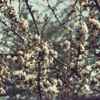 Цветение весной :: Настя Емельянцева