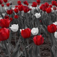 tulips :: Vana Harutyunyan