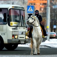 Встреча двух белых коней :: Алёна Михеева