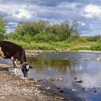 Телок :: Александр 