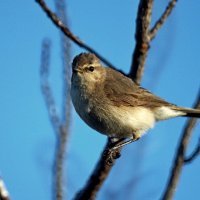 пеночка-теньковка :: Аркадий Иваковский