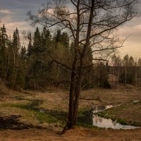 У леса на опушке :: Надежда Попова