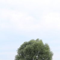 дерево на холме :: Ольга (Кошкотень) Медведева