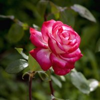 Розы тётиного сада (2) :: Евгений Лимонтов