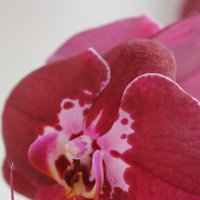 орхидея :: Ирина 