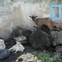 В теньке :: Юрий Оржеховский