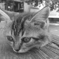 Брошенный котёнок :: Юлия Закопайло