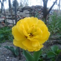 Желтый тюльпан. :: Андрей Балабуха