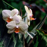 об орхидеях... :: Павел Баз