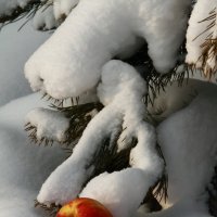 яблоки на снегууу... :: Александр Школьник