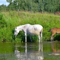 На водопое... :: Стил Франс