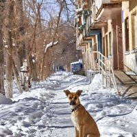 Зимнее солнце :: Сергей Сёмин