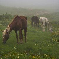 Лошади в тумане :: Александр Чехановский