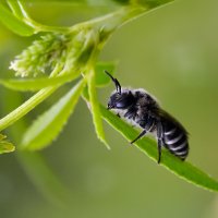 Чёрная  пчела :: Геннадий Супрун