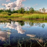 swamp :: Aleksandr Tishkov