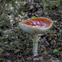 лесной грааль :: gribushko грибушко Николай
