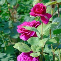 Три розы :: Наталья (Nata-Cygan) Цыганова