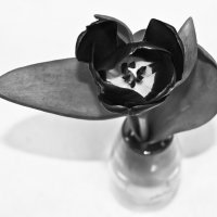 черный тюльпан :: Сергей Розанов