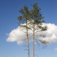 Зацепилась тучка за сосенки :: Светлана Яковлева