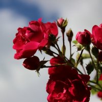 Розы и небо :: Ирина Варская