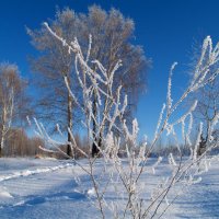 Зимняя ветка :: Николай Полыгалин