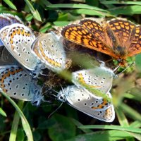 Бабочки :: Ольга Голубева