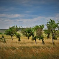 не пусто :: Лора из Сибири