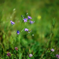 meadow bells :: Zinovi Seniak