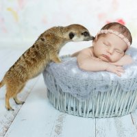 Новорожденный малыш и сурикат :: Первая Детская Фотостудия "Арбат"