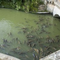 France. Versailles. Рыба ждёт... :: Олег Oleg