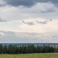 Август. Лесополоса между полями :: Леонид Никитин