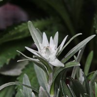 Эдельвейс цветет :: leoligra 