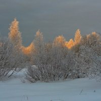 ГРАЧИНАЯ РОЩА. :: Виктор Осипчук